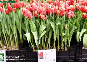 Tulipa Dee Jay Parrot ® (1)
